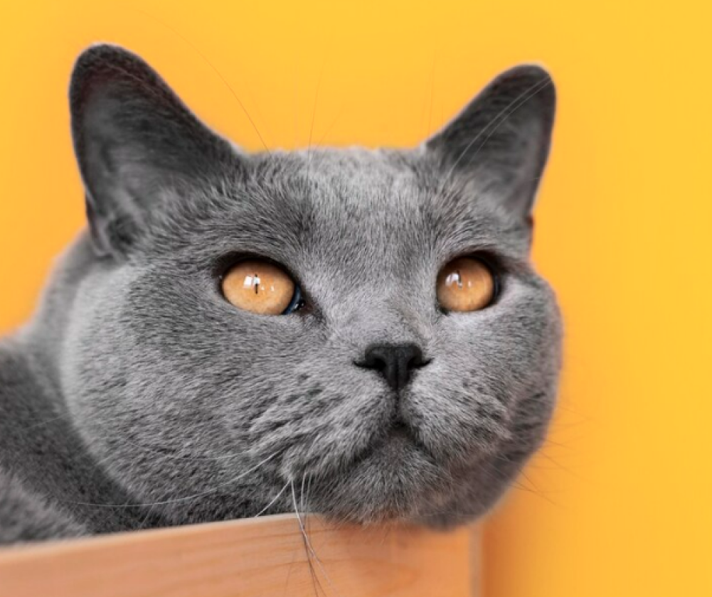 Gatos